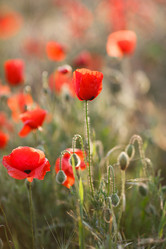 Similar image 11458762