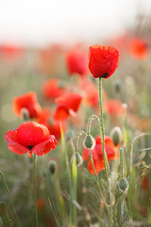 Similar image 11458318