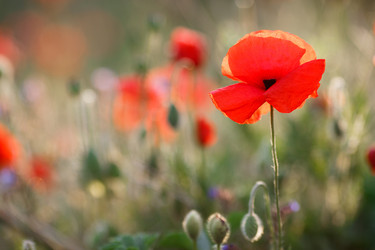 Similar image 11458339