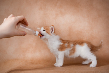 Similar image 11458991