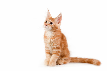 Similar image 11460931