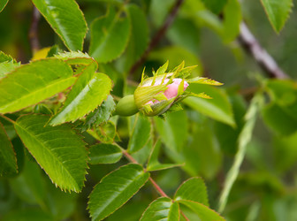 Similar image 11460776