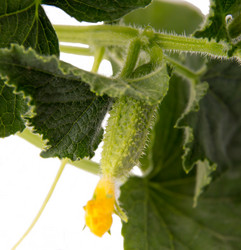 Similar image 11460816