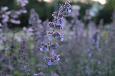 Similar image 11464605