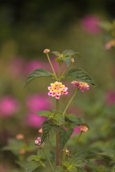 Similar image 11460708