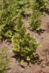 Similar image 11460903