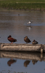 Similar image 11460905