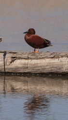 Similar image 11460846