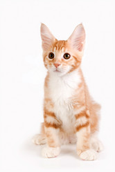 Similar image 11458994