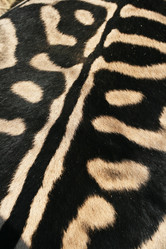 Similar image 11460699