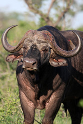 Similar image 11460701