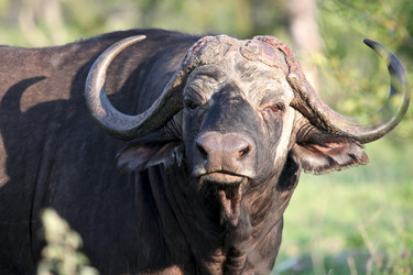 Similar image 11460728