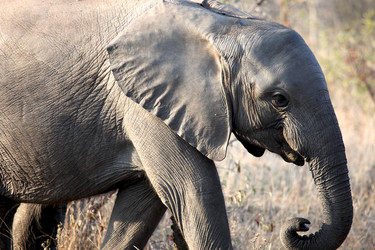 Similar image 11460736