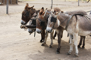 Similar image 11460737