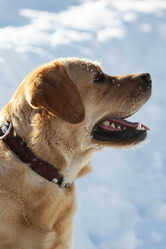 Similar image 11460741