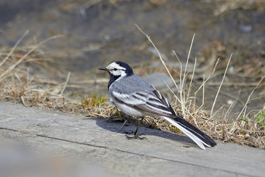 Similar image 11460330