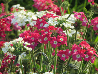 Similar image 11465245