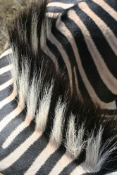 Similar image 11465551