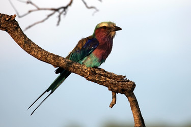 Similar image 11465554