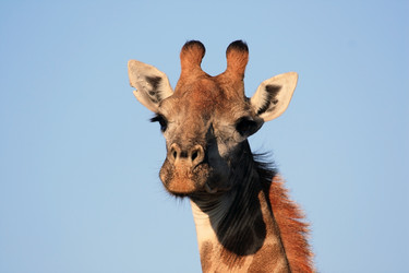 Similar image 11465568