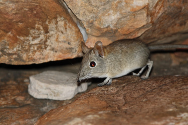 Similar image 11465590