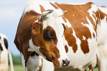 Similar image 11468094