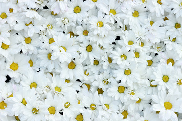 Similar image 11501694