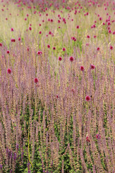 Similar image 11502533