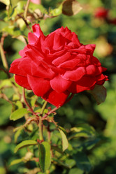 Similar image 11497079