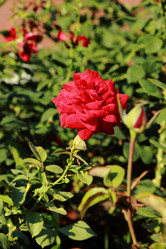 Similar image 11497198