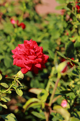 Similar image 11497200