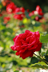 Similar image 11497219