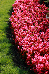 Similar image 11497236