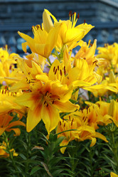 Similar image 11497562