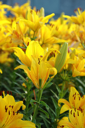 Similar image 11497563