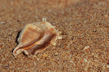 Similar image 11497224