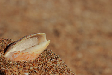 Similar image 11497242