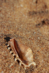 Similar image 11497245