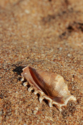 Similar image 11497181