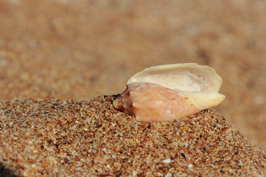 Similar image 11497162