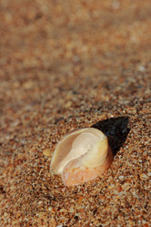 Similar image 11497543