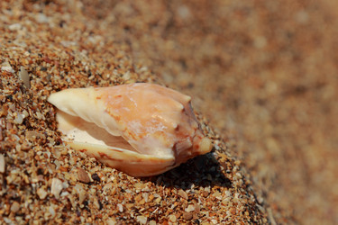 Similar image 11497545