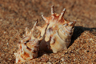 Similar image 11497524