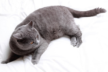 Similar image 11497589