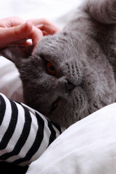 Similar image 11497670