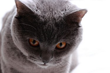 Similar image 11497690