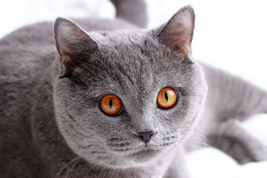 Similar image 11497808