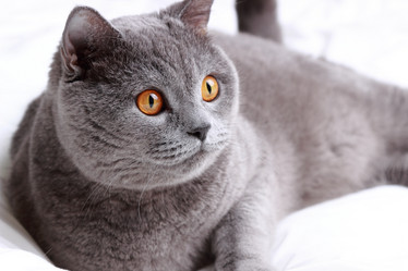 Similar image 11497708