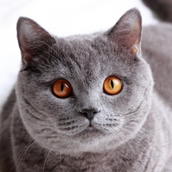 Similar image 11497709