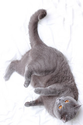 Similar image 11497710